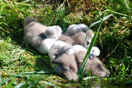Young riverbank cygnets