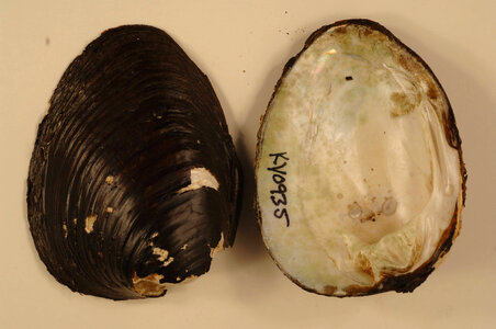 Pleurobema sintoxia-3