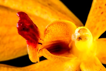 Blossom bloom orange