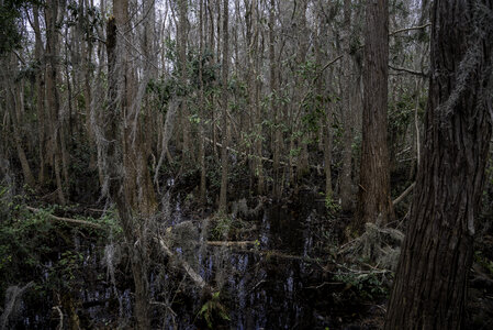 Swamp and Marsh Trees in Okefenokee National Wildlife Refuge