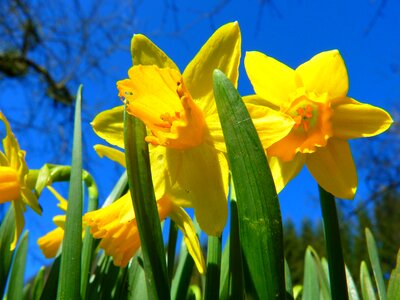 Spring bloom yellow