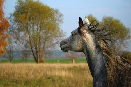 Mare pasture mane