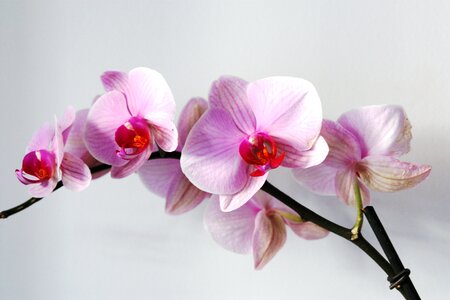 Flower orchid rosa