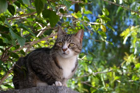 Domestic cat side garden