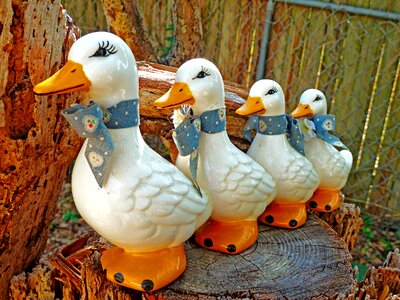 Cute animal birds