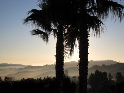 Morning palms palm trees