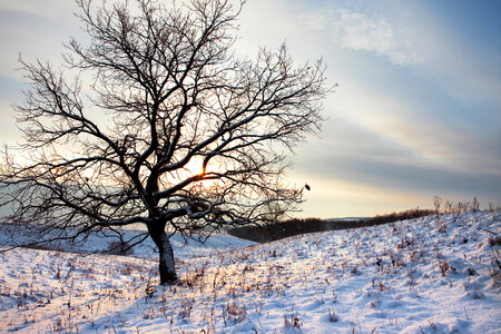 winter tree photo