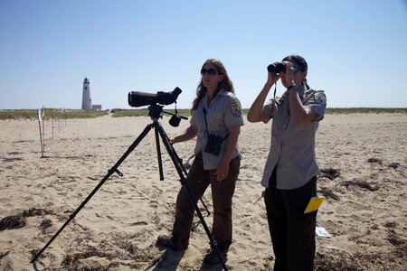 Service biologists study shorebirds