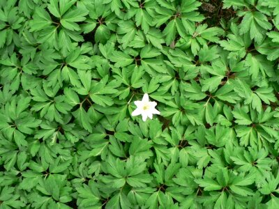Anemone Anemone nemorosa blossom