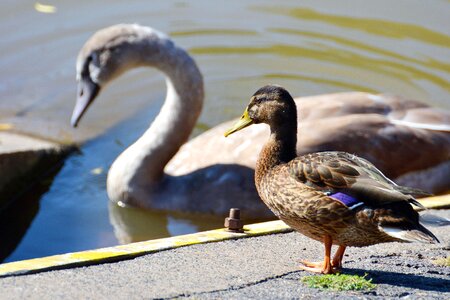 Aquatic Bird beautiful photo bird
