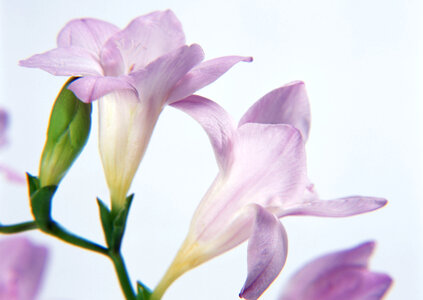 pink lily flowers. Isolated on