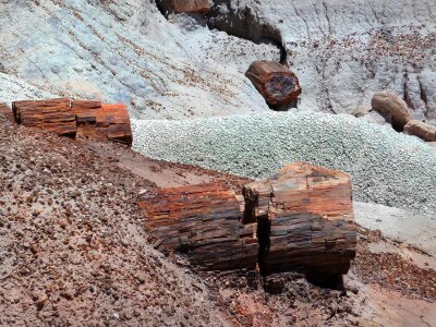 Park petrified wood opal wood photo