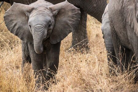 Serengeti serengeti national park elephant trunk photo