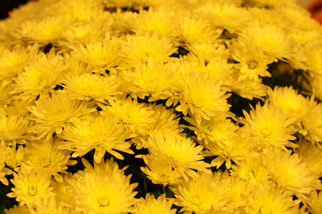 8 Chrysanthemum