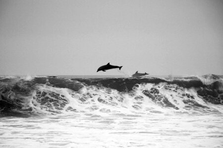 Black&white dolphins fishes photo