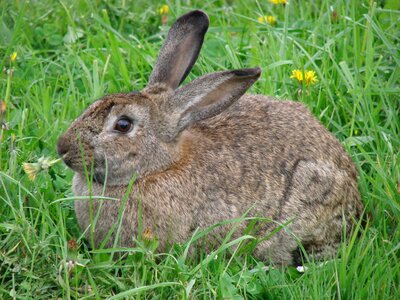 Animals grass dandelion