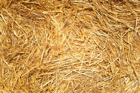 Grass hay summer