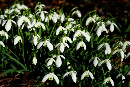 Galanthus amaryllis plant amaryllidaceae photo