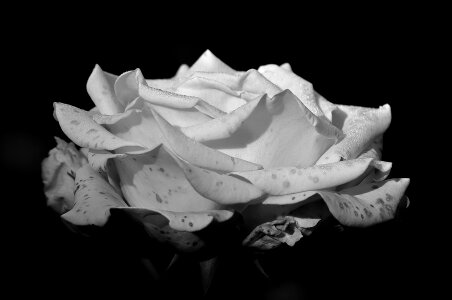 Beauty romantic petals