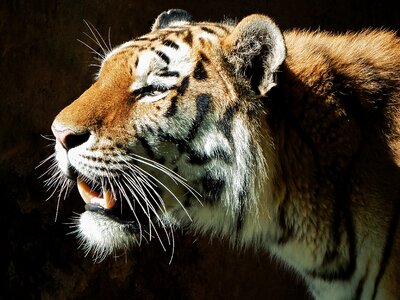 Wildlife zoo tiger photo