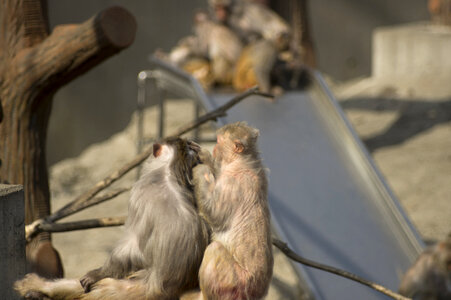 17 Monkey