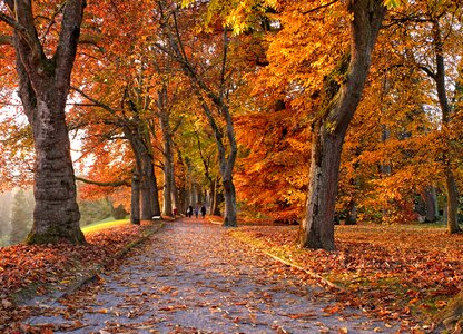 Tree lined avenue fall color leaves