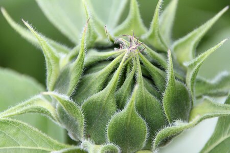 Green plant crop