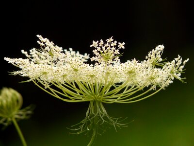 Blossom bloom macro