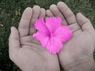 Nature macro pink