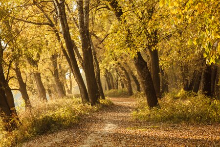 Autumn forest road yellow leaves photo