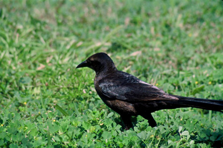 Great-tailed Grackle photo