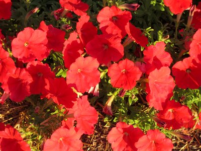 Plants natural blossom