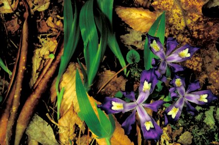 Blossom dwarf iris