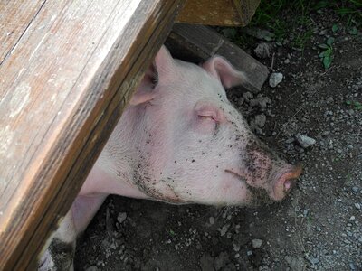 Animal nature farm