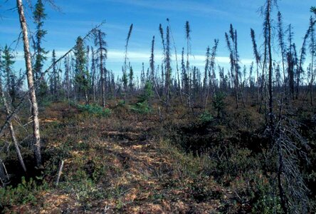 Crescent forest open