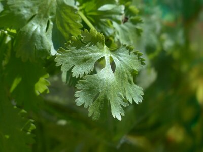 Plant leaves stalk