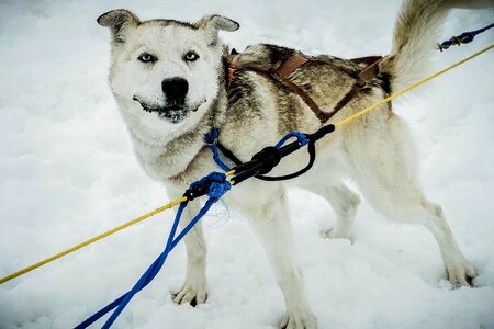 Sled dog sledding photo