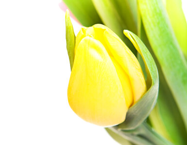 Yellow tulip photo