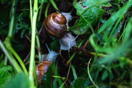 Animal detail fauna