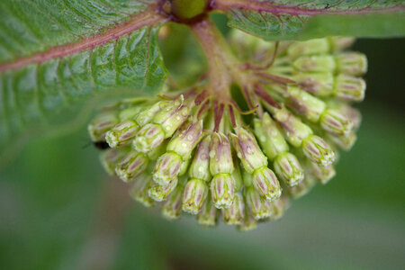 Green Comet Milkweed-1