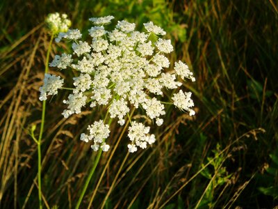 Natural blossom bloom