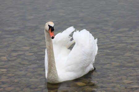 White swan bird swans photo