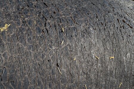 Skin surface pattern