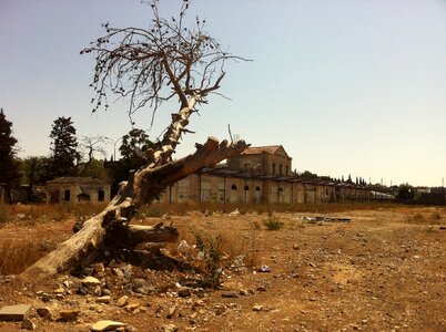 Nature old tree jerusalem