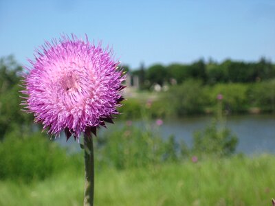 Plant natural blossom