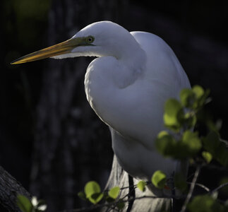 Snowy Egret standing in the swamp