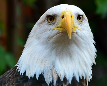 Close up of Eagle head shot photo