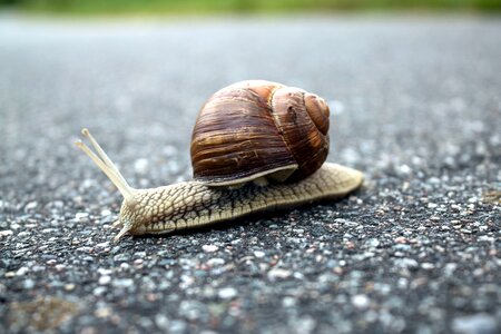 Animal asphalt brown