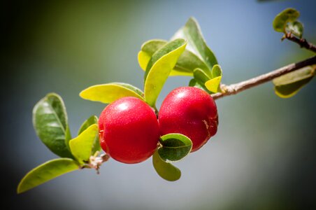 Fruit branch nature