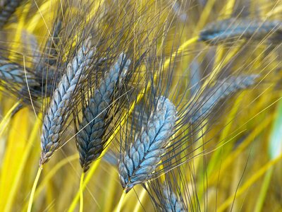 Triticum dicoccon var atratumgetreide cereal